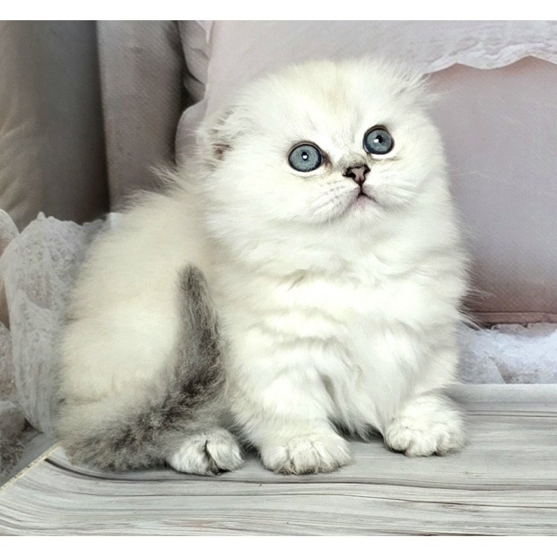 Munchkin Sapphire