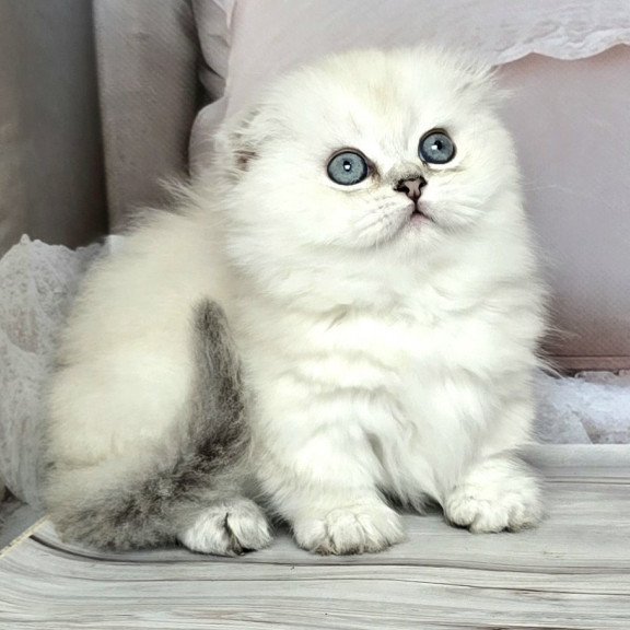 Munchkin Sapphire