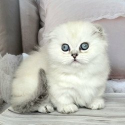 Munchkin Sapphire