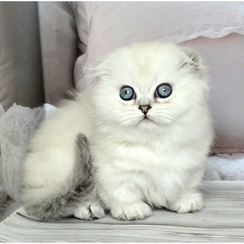 Munchkin Sapphire