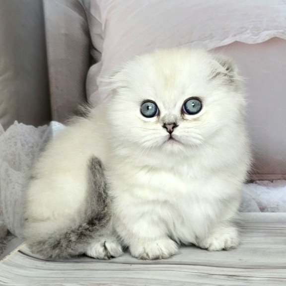 Munchkin Sapphire