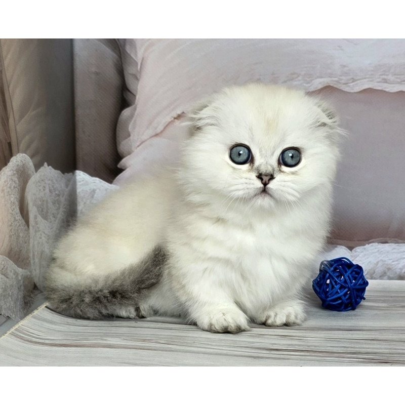 Munchkin Sapphire