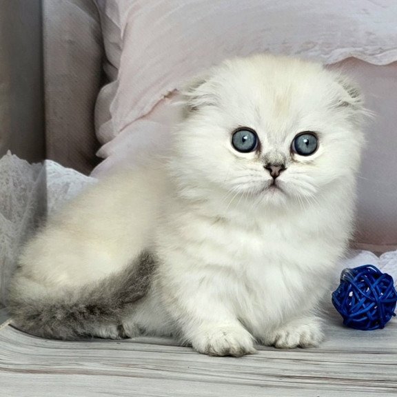 Munchkin Sapphire