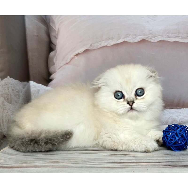 Munchkin Sapphire