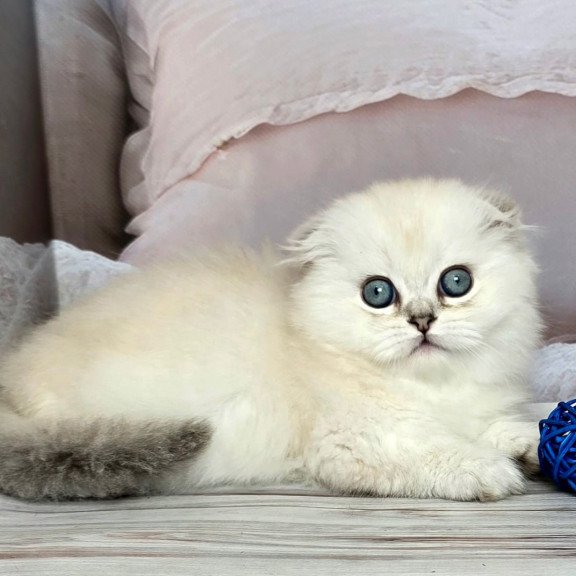 Munchkin Sapphire