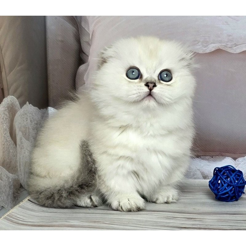 Munchkin Sapphire