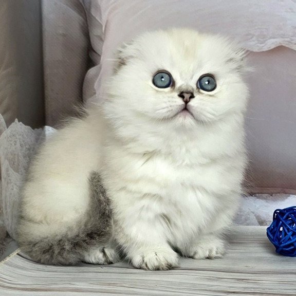 Munchkin Sapphire