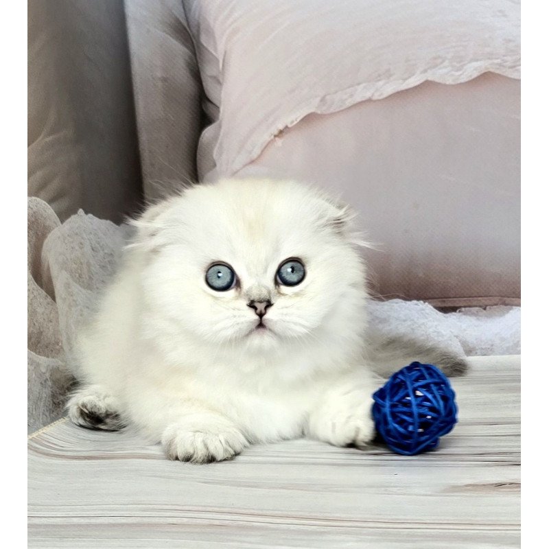 Munchkin Sapphire