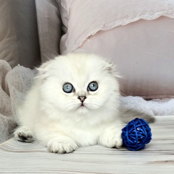 Munchkin Sapphire