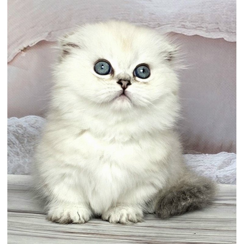Munchkin Sapphire