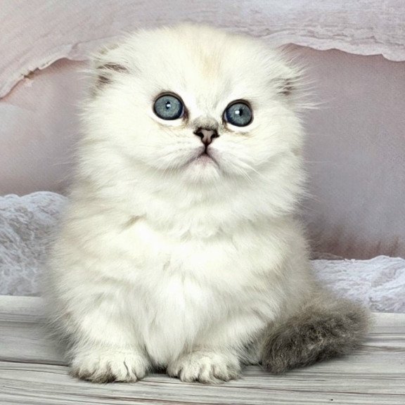 Munchkin Sapphire
