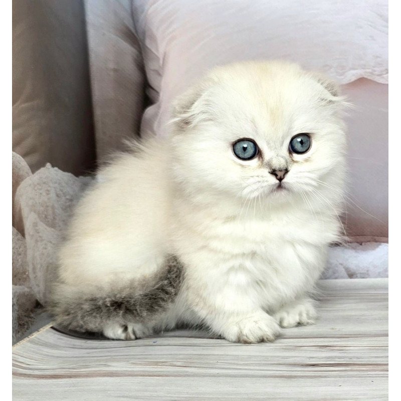 Munchkin Sapphire