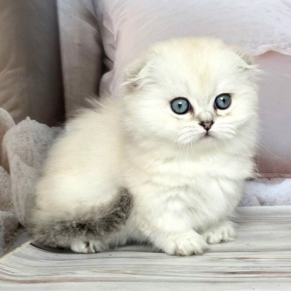 Munchkin Sapphire