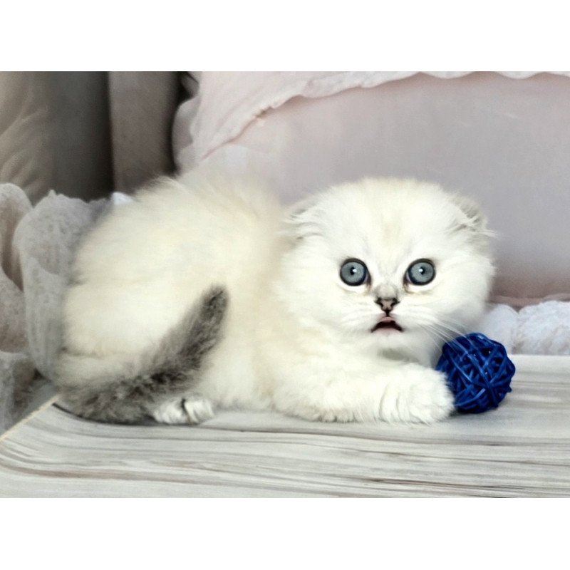 Munchkin Sapphire