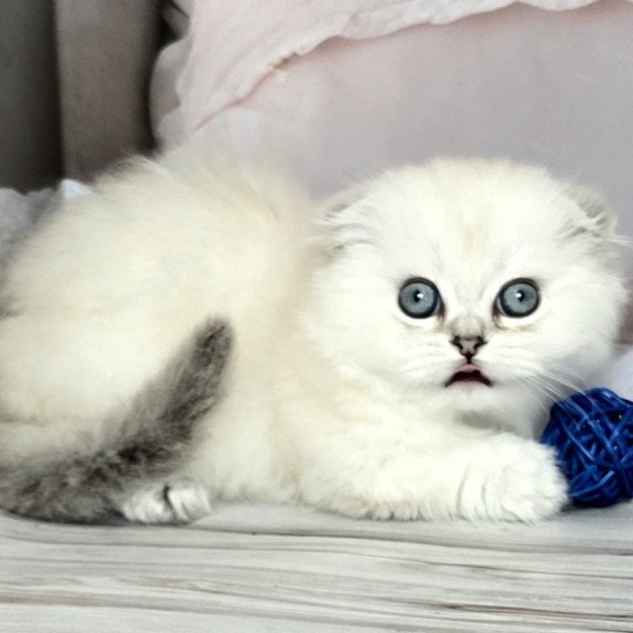 Munchkin Sapphire