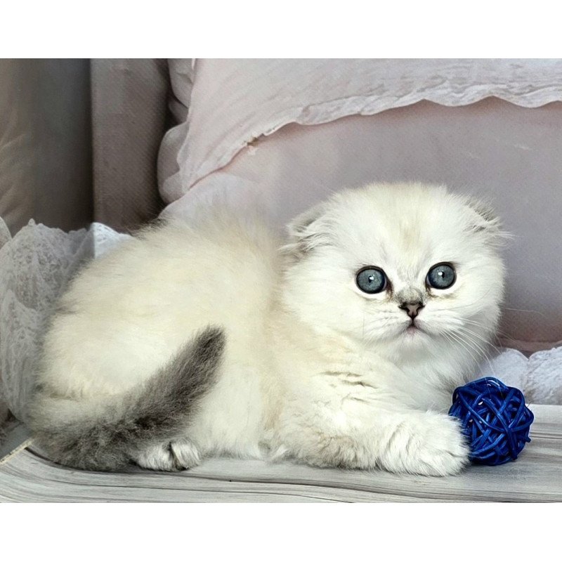 Munchkin Sapphire