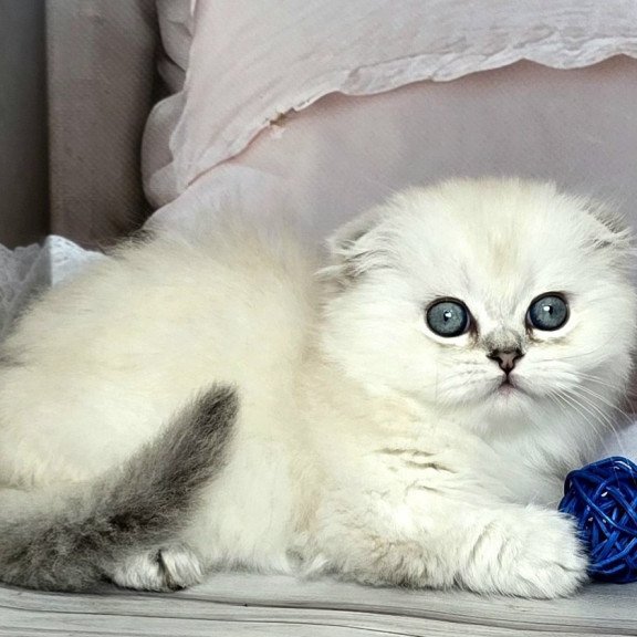 Munchkin Sapphire