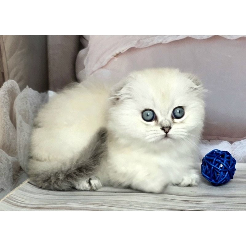 Munchkin Sapphire