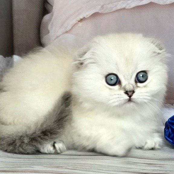Munchkin Sapphire