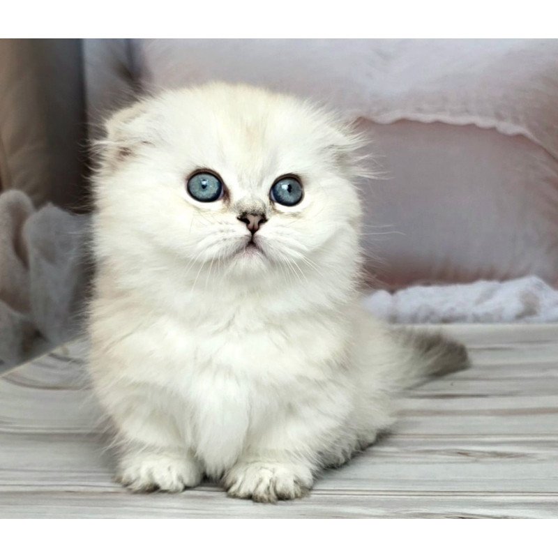 Munchkin Sapphire
