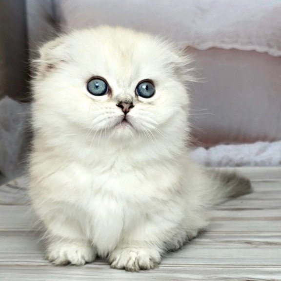 Munchkin Sapphire