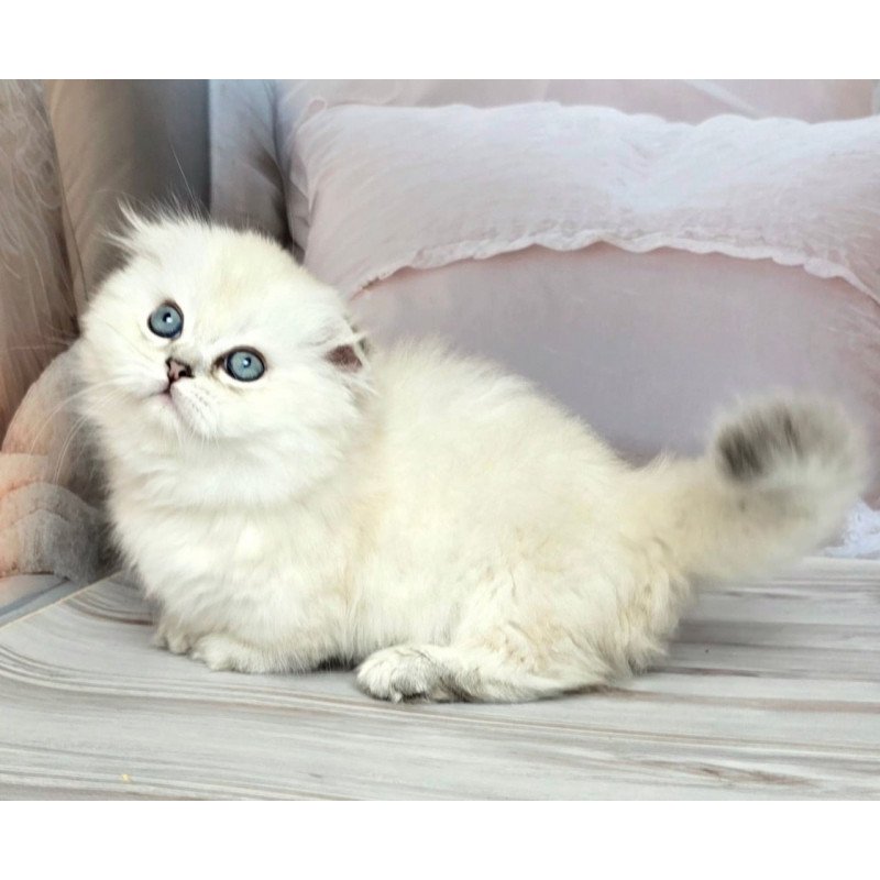 Munchkin Sapphire