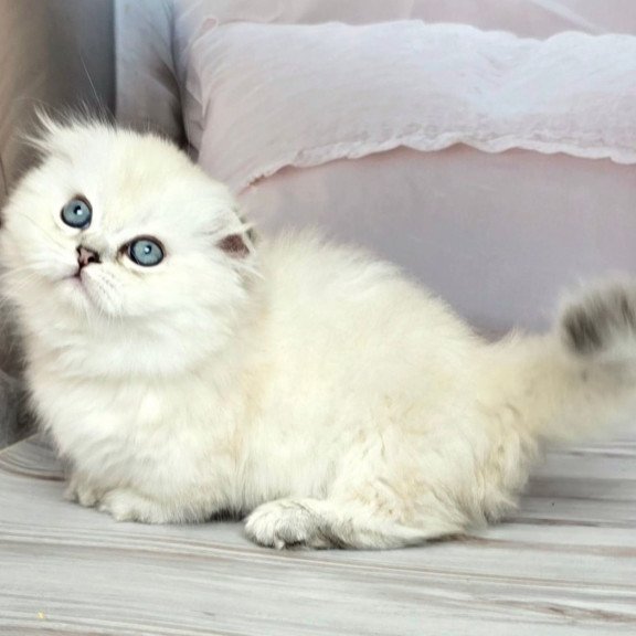Munchkin Sapphire