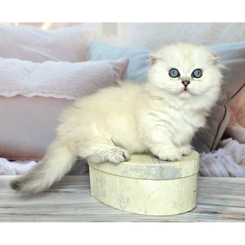 Munchkin Sapphire