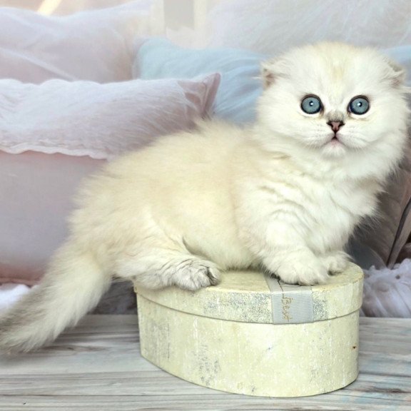Munchkin Sapphire
