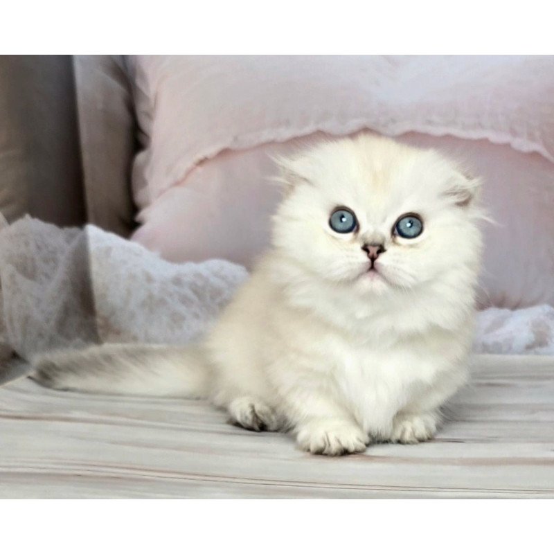 Munchkin Sapphire