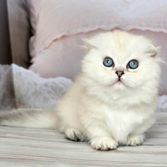 Munchkin Sapphire
