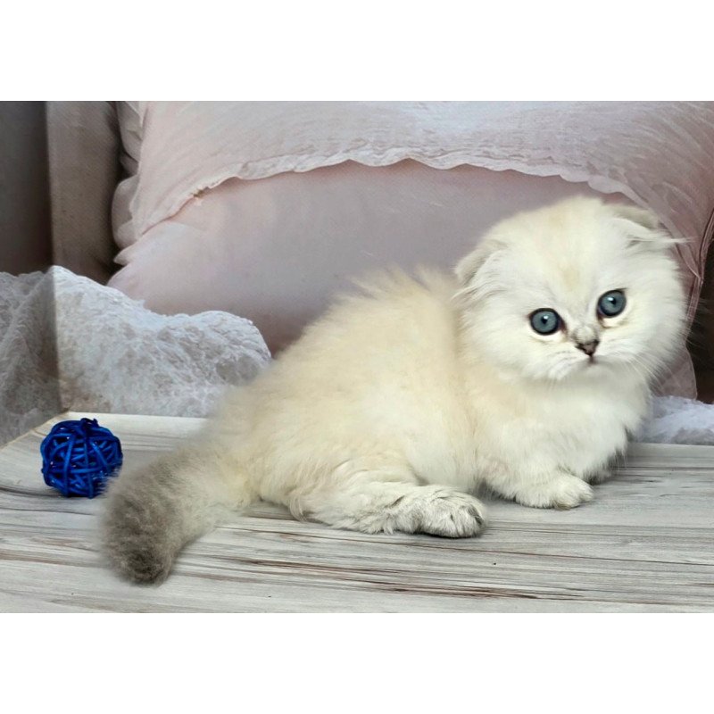 Munchkin Sapphire