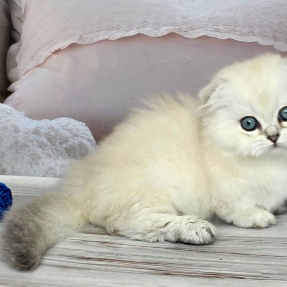 Munchkin Sapphire