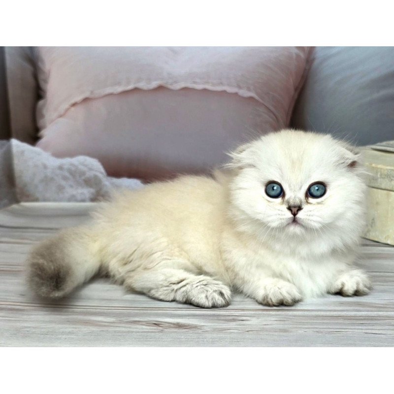 Munchkin Sapphire