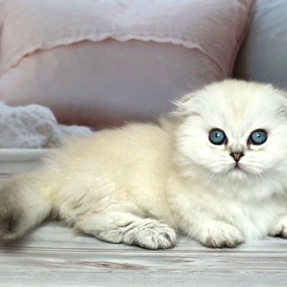Munchkin Sapphire