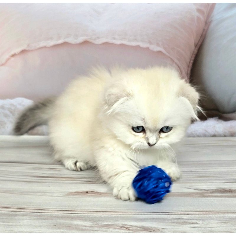Munchkin Sapphire