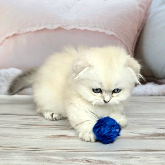 Munchkin Sapphire