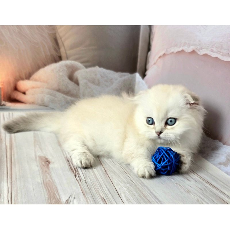 Munchkin Sapphire