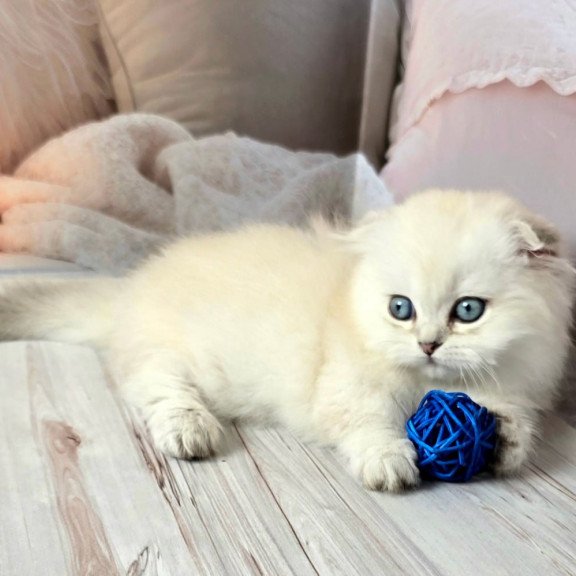 Munchkin Sapphire