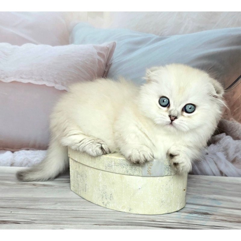 Munchkin Sapphire