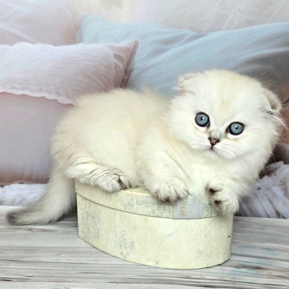 Munchkin Sapphire