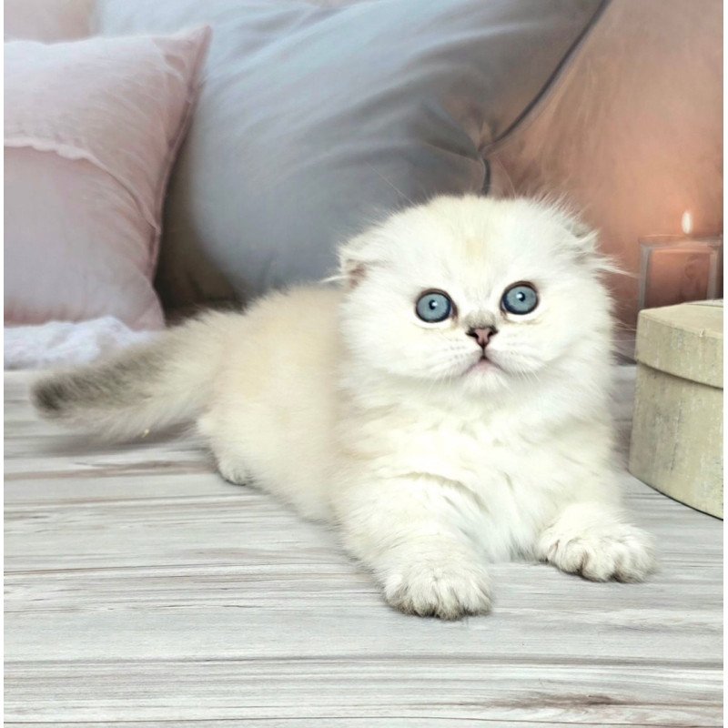 Munchkin Sapphire