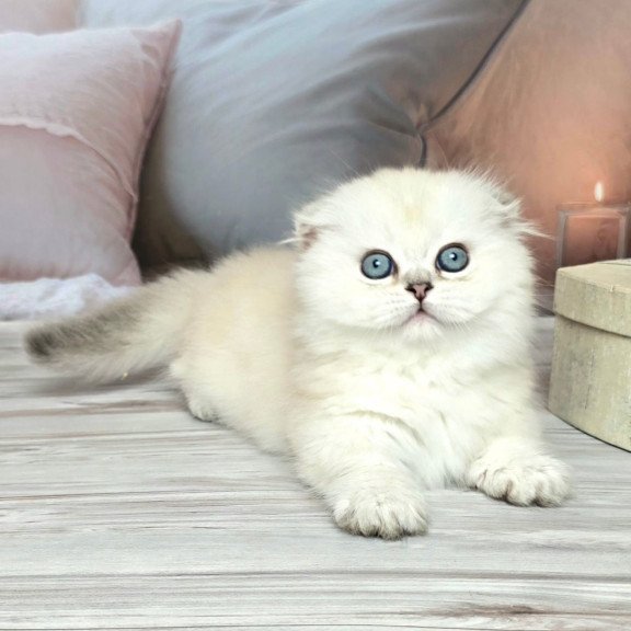 Munchkin Sapphire
