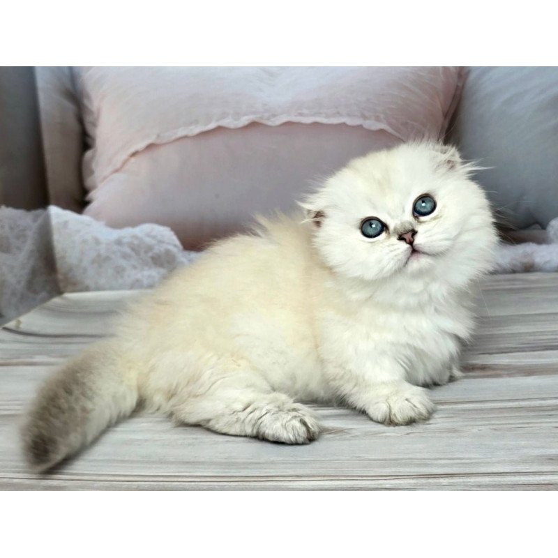Munchkin Sapphire