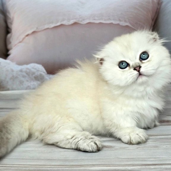 Munchkin Sapphire
