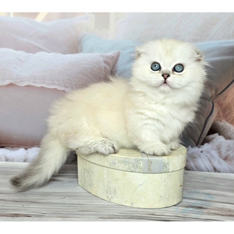 Munchkin Sapphire