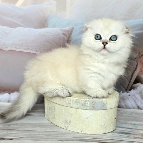 Munchkin Sapphire