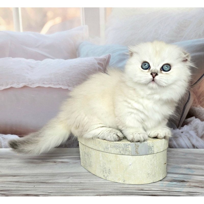 Munchkin Sapphire