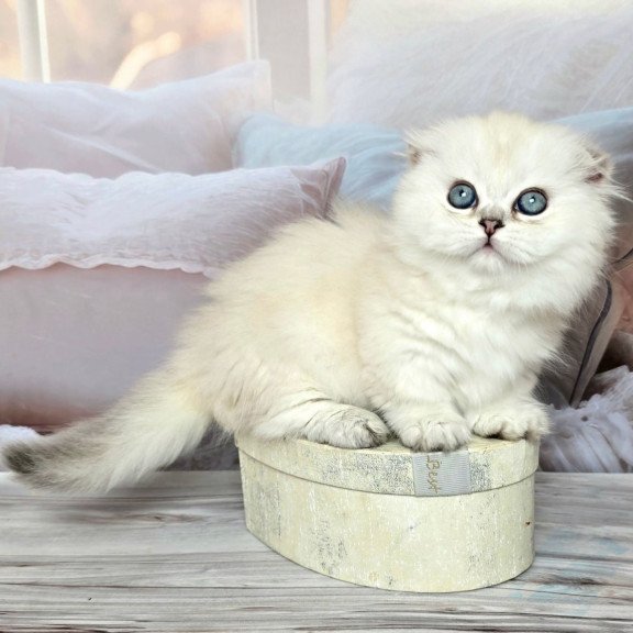 Munchkin Sapphire
