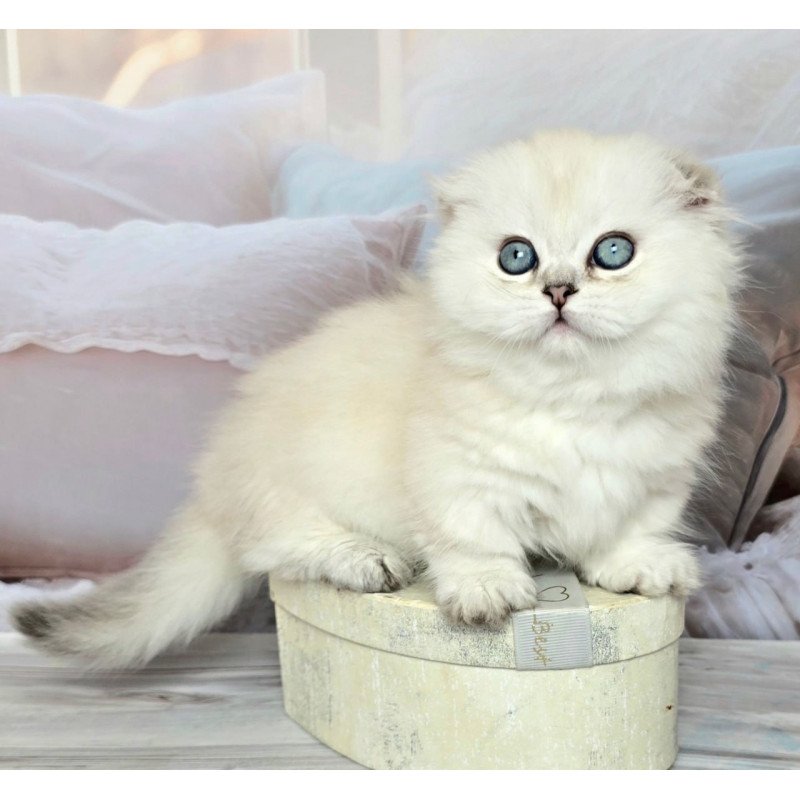 Munchkin Sapphire